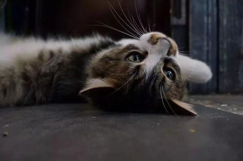 猫的葬礼,一场温馨而感人的猫葬礼